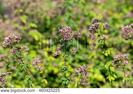 Blossom Of Oregano Or Majoram Aromatic Kitchen Herb, Nature Background