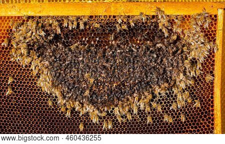 Disorder Of The Bee Colony. Dead Bees On Empty Combs.