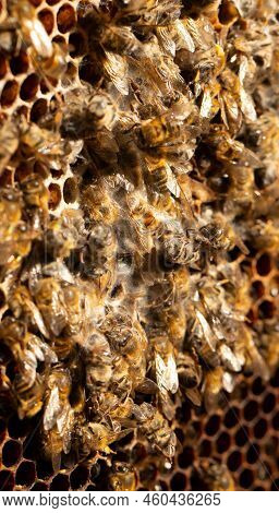 Disorder Of The Bee Colony. Dead Bees On Empty Combs.