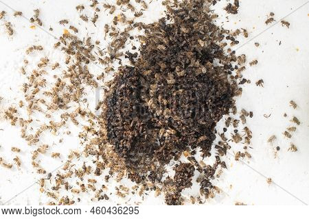 Dead Bees On A White Background. Dead Insects From The Hive.
