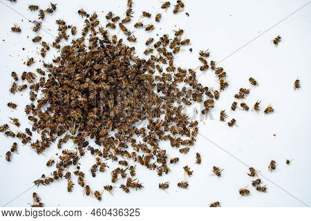 Dead Bees On A White Background. Dead Insects From The Hive.