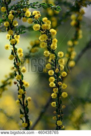 Close Up Of The Back Lit Yellow Flowers, Leaves And Spines Of The Australian Native Shrub Acacia Par