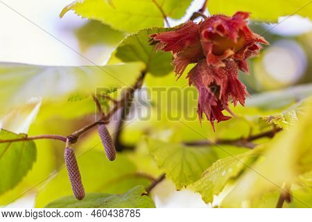 Close-up Of Hazelnuts In Their Red Clusters And Leaves Of Common Hazel In Autumn At Sunset. A Macro 