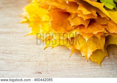 Background Of Many Yellow Maple Leaves With Space For Text On A Wooden Background. Autumn Leaf Backg