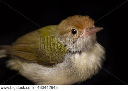 The Bar Winged Prinia Bird Prinia Familiaris Isolated On Black Background