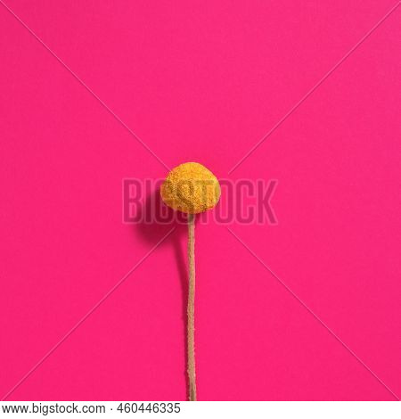 Beautiful Blooming, Soft Lit Yellow Billy Button Or Woollyhead - Botanical: Craspedia. Pink Backgrou