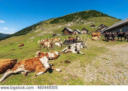 Herd Of Brown, Black And White Dairy Cows And Horses In A Mountain Pasture, Italy-austria Border, Fe