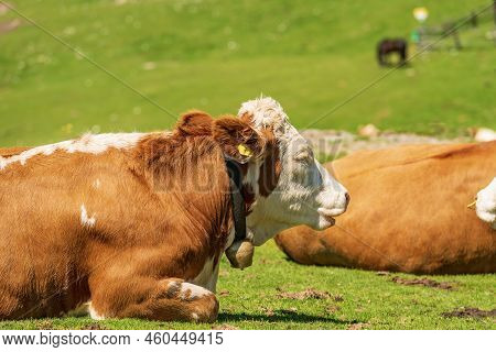 Brown And White Dairy Cow With Cowbell On A Mountain Pasture, Green Meadow, Profile View, Carnic Alp