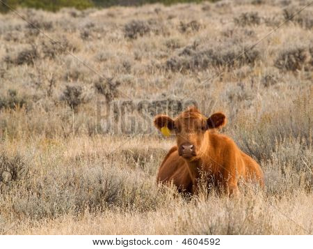 Vörös Angus Cow
