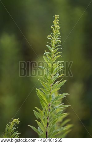 A Stalk Of Goldenrod Is Just About To Bloom And Eith Thousands Of Plants Just Like It, Turn The Prai