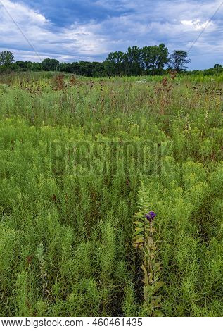 Goldenrod Is About To Bloom On The Prairie At Kankakee Sannds Forest Preserve In Will County, Illino