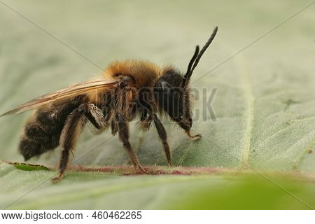 Closeup On A Too Soon And Fresh Emerged Female Chocolate Mining Bee, Andrena Scotica In The Garden