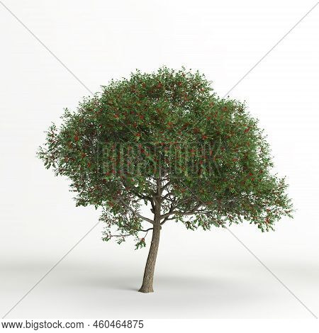 3d Illustration Of Schinus Terebinthifolia Tree Isolated On White Background