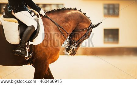 A Rider Sits In The Saddle On A Beautiful Bay Horse With A Braided Mane. Riding A Horse. The Ability