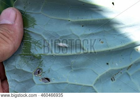 Cabbage Whitefly On The Underside Of A Cabbage Leaf