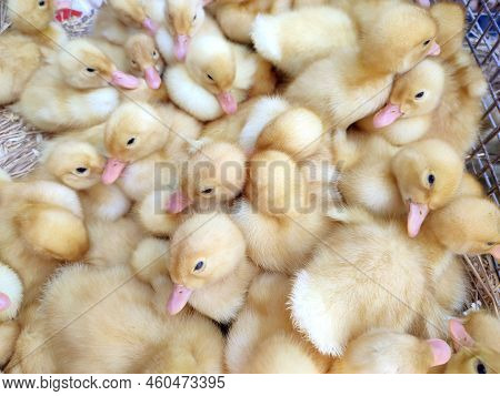 Many Little Yellow Young Ducks Close-up. Many Ducklings Top View. Livestock, Agribusiness, Domestic 
