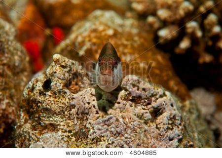 Gyöngyös Hawkfish