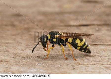 Detailed Closeup On A Black And Yellow Mediterranean Potterwasp , Parodontodynerus Ephippium, Sittin