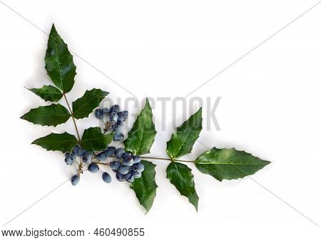 Cluster Berries Blue Mahonia Aquifolium And Green Leaves On A White Background. Common Names: Oregon