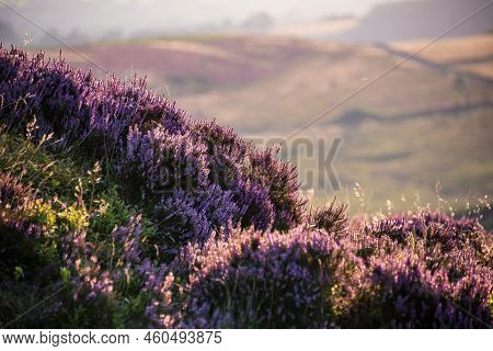 Beautiful Late Summer Landscape Image Looking Through Heather Into Countryside Beyond Using Selectiv