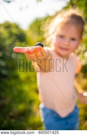 Little Girl Picking Blackberry In Raspberry Self-picking Plantation In Czech Republic