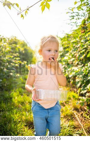 Little Girl Picking Blackberry In Raspberry Self-picking Plantation In Czech Republic