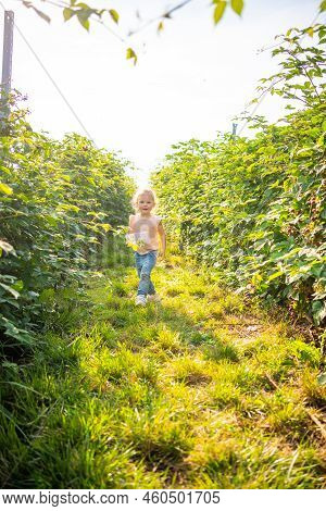Little Girl Picking Blackberry In Raspberry Self-picking Plantation In Czech Republic