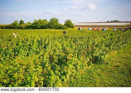 Branches Of Ripe Red Juicy Raspberry In Raspberry Self-picking Plantation In Czech Republic