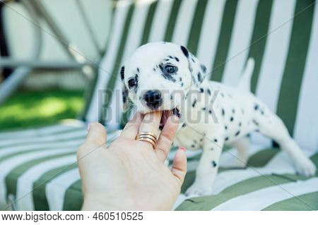 Dalmatian Puppy Playing Outdoor.white Black Puppy Bite In A Hand. Young Dog Playing With A Human.tra