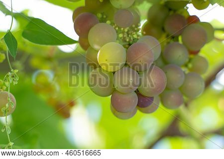 Pink Grapes Ripen On The Vine, Northern Grapes.