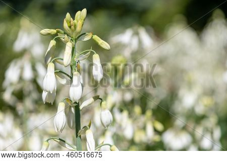 Summer Hyacinth (galtonia Candicans) Flowers