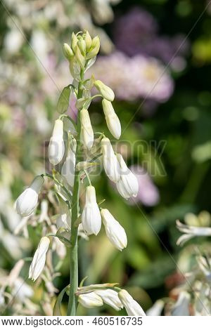 Summer Hyacinth (galtonia Candicans) Flowers