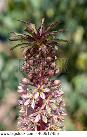 Pineapple Lily (eucomis Comosa) Flowers