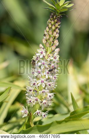 Pineapple Lily (eucomis) Flowers