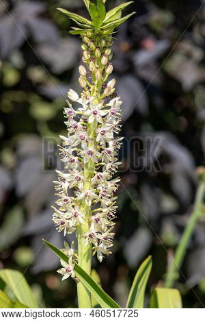 Pineapple Lily (eucomis) Flowers