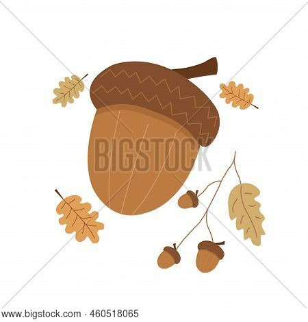 Acorn Illustration With Oak Leaves And Branches. Isolated Vector Nut From Oak Tree For Print.
