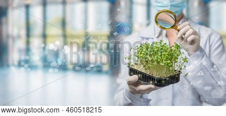 The Concept Of Research In Biotechnology. Lobarant Examines Plant Samples Against A Blurred Backgrou