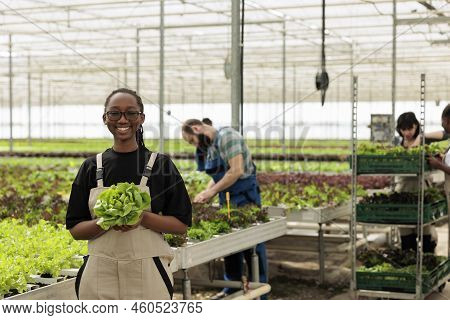 African American Greenhouse Worker Holding Freshly Harvested Salad Grown In Modern Greenhouse To Sel