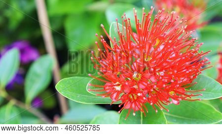 Red Bouquet Of Love At First Sight. Beautiful Pollen Of Golden Penda, Expo Gold In The Park On Blurr