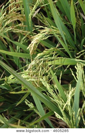 Arrozales