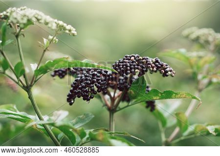 Clusters Fruit Black Elderberry In Garden. Sambucus . Common Names: Elder, Black Elder, European Eld