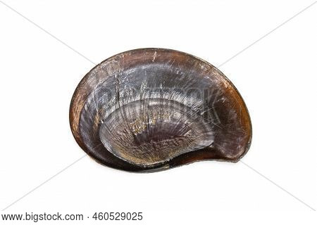Image Of Black Flat Sea Shell Isolated On White Background. Undersea Animals. Sea Shells