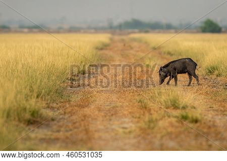 Sus Scrofa Cristatus Or Indian Boar Or Andamanese Or Moupin Pig Or Wild Boar In Scenic Landscape Or 