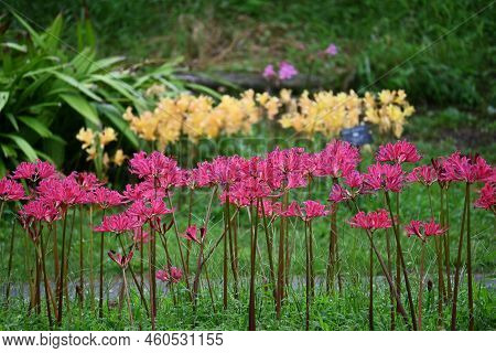 Lycoris Flowers. Amaryllidaceae Perennial Bulbous Plants. Beautiful Flowers Of Various Colors Bloom 