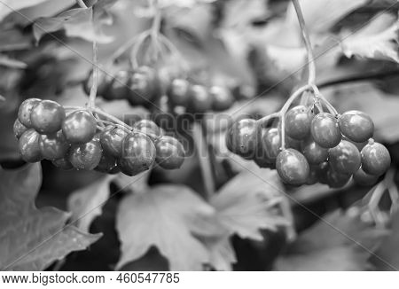 Photography On Theme Beautiful Sour Berry Viburnum