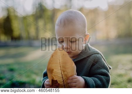 Portrait Of Cute Little Boy Wearing Knitted Hoodie In Nautre Holding Dry Leaf, Autumn Concept.