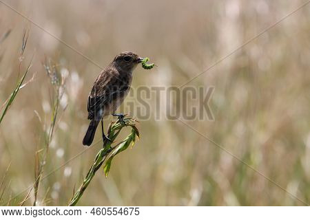 Stonechat Female Bird On Grass With Caterpillar (saxicola Torquata), Pretoria, South Africa