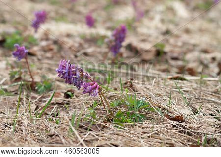 Early Spring Forest Flower Purple Crested Blooms In A Clearing.
