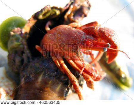 Red Hermit Crab Protruding From Its Shell, Close-up. Paguroidea. Animals Of The Mediterranean.