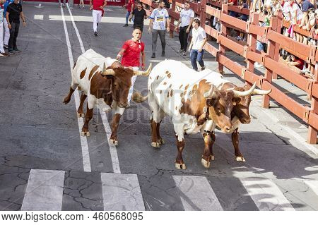Running Of The Bulls. Bulls. Bull Runs. Encierro That Is Celebrated In The Town Of San Sebastian De 